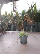 Dracena na sprzedaż 