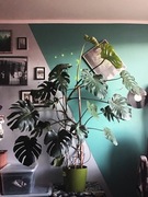 Monstera dziurawa, 175 cm