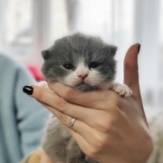 Kot brytyjski szkocki bikolor