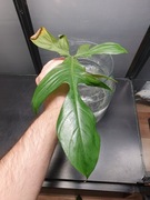 Philodendron Florida Beauty