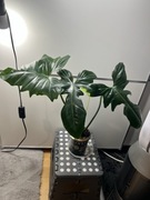 Philodendron filodendron Green Dragon