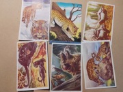 kolekcjonerskie karty z serii "Les Merveilles du Monde Animal 