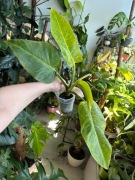 Philodendron calkins gold filodendron