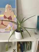 Aloes z doniczka | Ikea