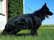 Szczenięta owczarka 