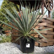 Jukka karolińska - Yucca Filamentosa