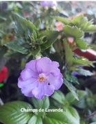 Achimenesy kłącze Champs de Lavande