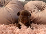 Chihuahua długowłosa