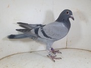 Młody Prange Inbred Ringlose x Linia BAK 17 Marcel Aelbrecht