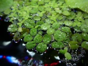 Salvinia natans  komplet=15 szt.=9 zł 