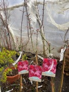 Klon palmowy Ruby stars