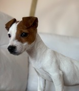 Jack Russell Terrier od # Smartie Jacks # suczka gotowa do odbioru
