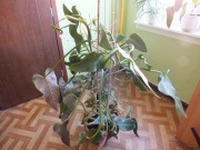 wielki PHILODENDRON Mexicanum duży Filodendron 120cm roślina doniczka kwiat