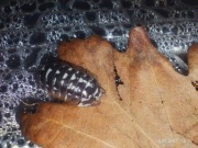 Isopody Armadillidium maculatum 50szt