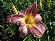 Liliowiec Mazowsze C3 - 4 szt. - 84zł