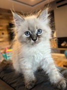 Kotki syberyjskie Neva Mascqurade 