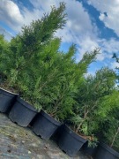 Katalpy/Tuje/Klony/Borówki Amerykańskie/Hakury