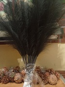 Czarna trawa pampasowa 40 sztuk 