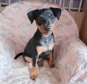 Pinczer Miniaturowy ZKwP (FCI) samczyk 