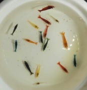 Kolorowe krewetki do akwarium 48szt