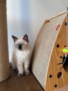 Puchaty kocurek Ragdoll 