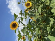 Nasiona słonecznika ozdobnego TAIYO na program