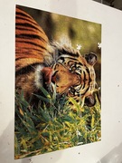Puzzle Tygrys Castorland 500