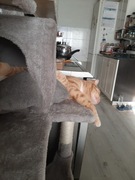 Wysoki drapak dla kota z hamakiem domkiem ilegowiskiem  na samej górze  .