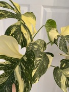 Monstera creme brulee