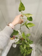 Epipremnum Marble Queen 