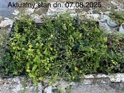 BLUSZCZ HEDERA HELIX ZIMOZIELONE LIŚCIE CAŁY ROK