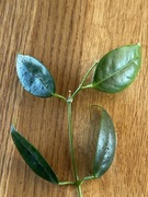 Hoya hoja Iris Macie