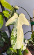 Philodendron Florida Beauty