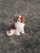 Cavalier King Charles Spaniel Reproduktor