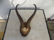 Rogi z antylopy z 1937 roku