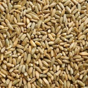 Żyto, pszenżyto, jęczmień