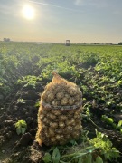 Ziemniaki Denar Gala 12,5 kg 