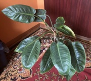 Prezent dla kolekcjonera filodendron Philodendron Congo Apple