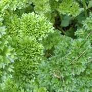 Pietruszka  naciowa świeża pęczki 