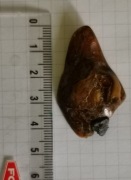 Bursztyn bałtycki z inkluzją 5,6 gr