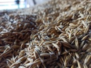 Owies 0,5 kg ziarno na Kocimiętkę dla Kotów