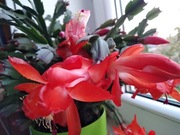 KAKTUS SCHLUMBERGERA GRUDNIK ODNÓŻKA