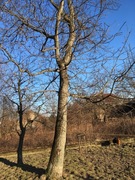 Drzewo orzech