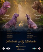 Labrador Czekoladowy - Szcznięta