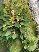 Begonia vankerckhovenii, terrarium, paludarium, kolekcjonerska 