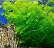 Moczarka łatwa, piękna, może być poza gruntem luzem.Oczyszcza