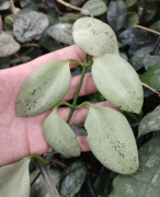 Hoya New Guinea Ghost - Nicholonsiae - 5 liści - cięty pęd do ukorzenienia