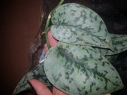 Scindapsus Silver lady cięty 