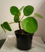 Pilea peperomioides pieniążek wysokość około 15cm