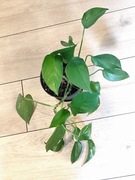 Epipremnum marble queen regres 